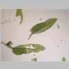 Leaf 04er 01.jpg